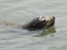 San Francisco Harbor is full of California sea lions.