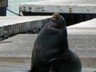 This was part of the sparse sea lion party at Pier 39.