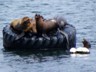 This is how sea lions play musical chairs.