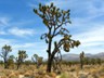 Joshua Tree National Preserve, where the temp topped out at 117̊.