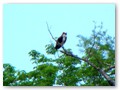 It is rare for us to find an osprey in a natural perch. usually they sit on man-made objects.