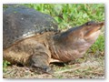 This carnivorous Florida Softshell Turtle was trying to cross the road between ponds.