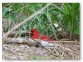 And a nesting cardinal.