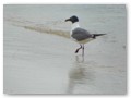 A breeding laughing gull on the beach at St. Andrews.
