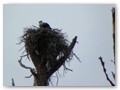 Another smart osprey in a natural perch.