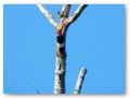 Classic woodpecker at Fountainbleau.