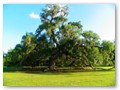 The glorious live oak. This one is in Mandeville, LA.