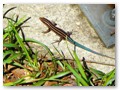 A racerunner near our fishing hole.