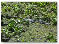 Another gator swimming through the thick duckweed of the bayou.