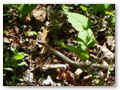 This large green snake was one of many we spotted on our hike.