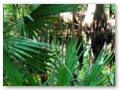 Palm fronds worship the beauty of Bayou Coquille.
