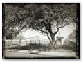 A live oak in Metairie Cemetery.