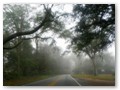 We drove a couple of Tallahassee's famous canopy roads.