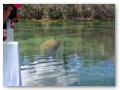 One of the manatees we spotted via our tour boat in the river.