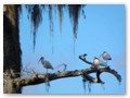 Ibises resting in the cypress stands along the river.