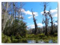 Another classic scene along a bayou of the Wakulla River.