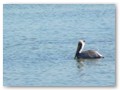 A brown pelican in Mosquito Lagoon.