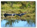 An alligator in Merritt Island's Clark Slough.