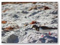 A begging shorebird on Canaveral Beach.
