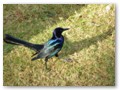 One of the grackles furiously begging for our KFC leftovers near Titusville.