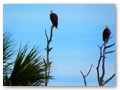 A couple bald eagles guarding the ponds and lagoons near the Kennedy Space Center.