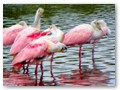Like these roseate spoonbills.