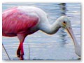 A spoonbill doing what spoonbills do...