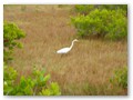 A proud egret in the marsh grass.
