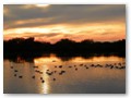 Ducks and geese await evening on Merritt Island.