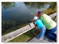 The Anhinga Trail is a wildlife and touriste magnet in the winter.