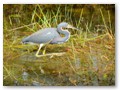 A sharp heron working the shallow marsh in the borrow pit.