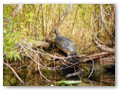 A big turtle looking for sun in the Everglades.