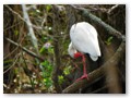An ibis cleaning himself up in the trees.