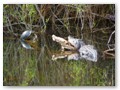 Face-off in the borrow pit at the Anhinga Trail!