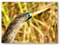 An anhinga profile. The sharp beak is for stabbing fish.