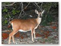 A Key Deer spotted on Big Pine Key off Coupon Bight.