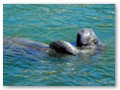 A couple of manatees were making a lot of splashes playing off the swimming dock.