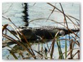 In the winter it is not too hard to spot gators in Gator Pond at Yazoo NWR.