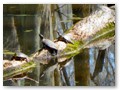 Turtles rest in the swamp near the Ross Barnett Reservoir.