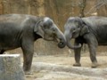 Two baby elephants in the St. Louis Zoo.