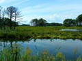 The swamps and lagoons of Assateague Island, Maryland.