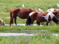 More wild ponies in Chincoteague tidal swamps.