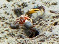 A crab hard at work in the sand of a tidal lagoon near Chincoteague, Virginia.