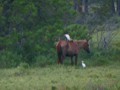 Egrets and horses chilling in the shade.