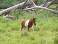 A little Chincoteague pony looking for his mother.