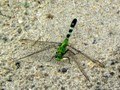 An Outer Banks dragonfly photographed because he was at Kittyhawk.