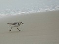 A Hatteras shorebird makes the best of the low tide.
