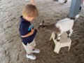 Goat taking a bite out of Andrew.