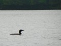 A distant loon was calling out for others.