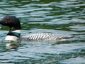Loon action shot, with dripping water.